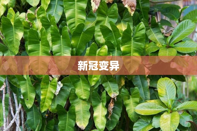 新冠变异/新冠变异毒株2026