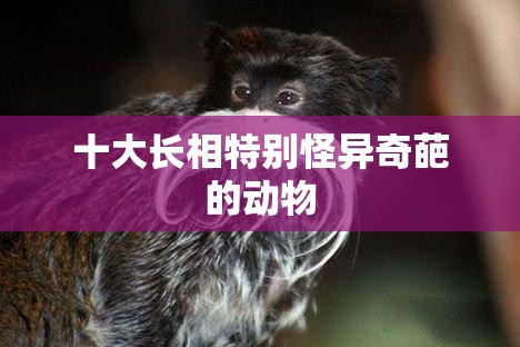 十大长相特别怪异奇葩的动物 十大长相特别怪异奇葩的动物