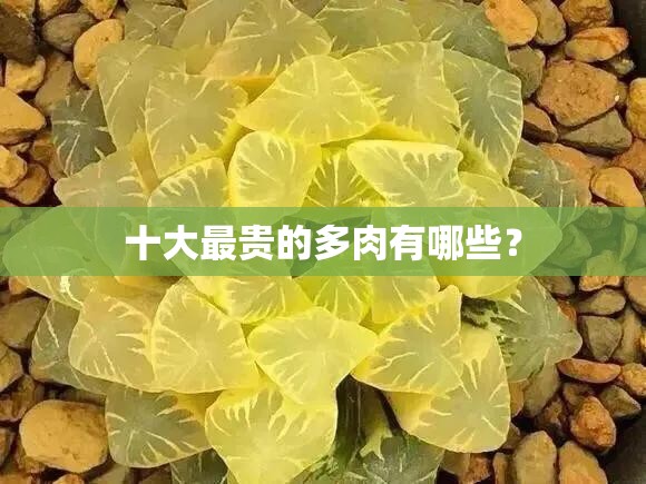 十大最贵的多肉有哪些? 十大最贵的多肉有哪些?