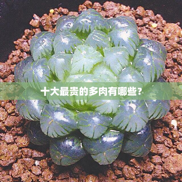 十大最贵的多肉有哪些? 十大最贵的多肉有哪些?