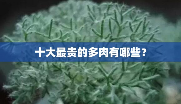 十大最贵的多肉有哪些? 十大最贵的多肉有哪些?