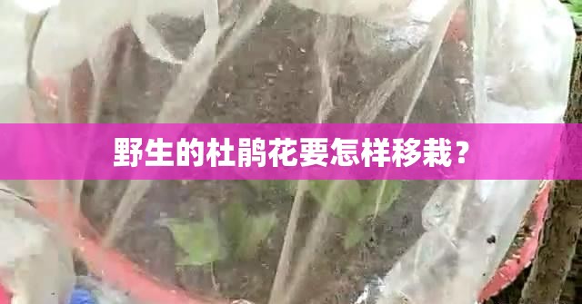 野生的杜鹃花要怎样移栽？