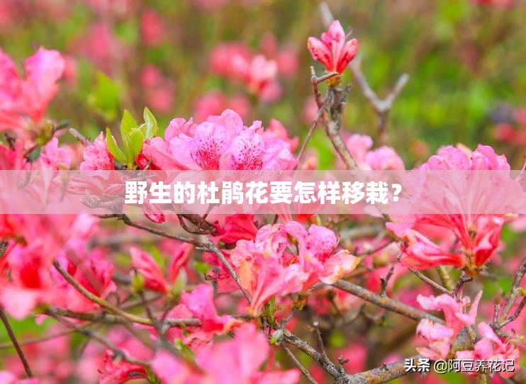 野生的杜鹃花要怎样移栽？