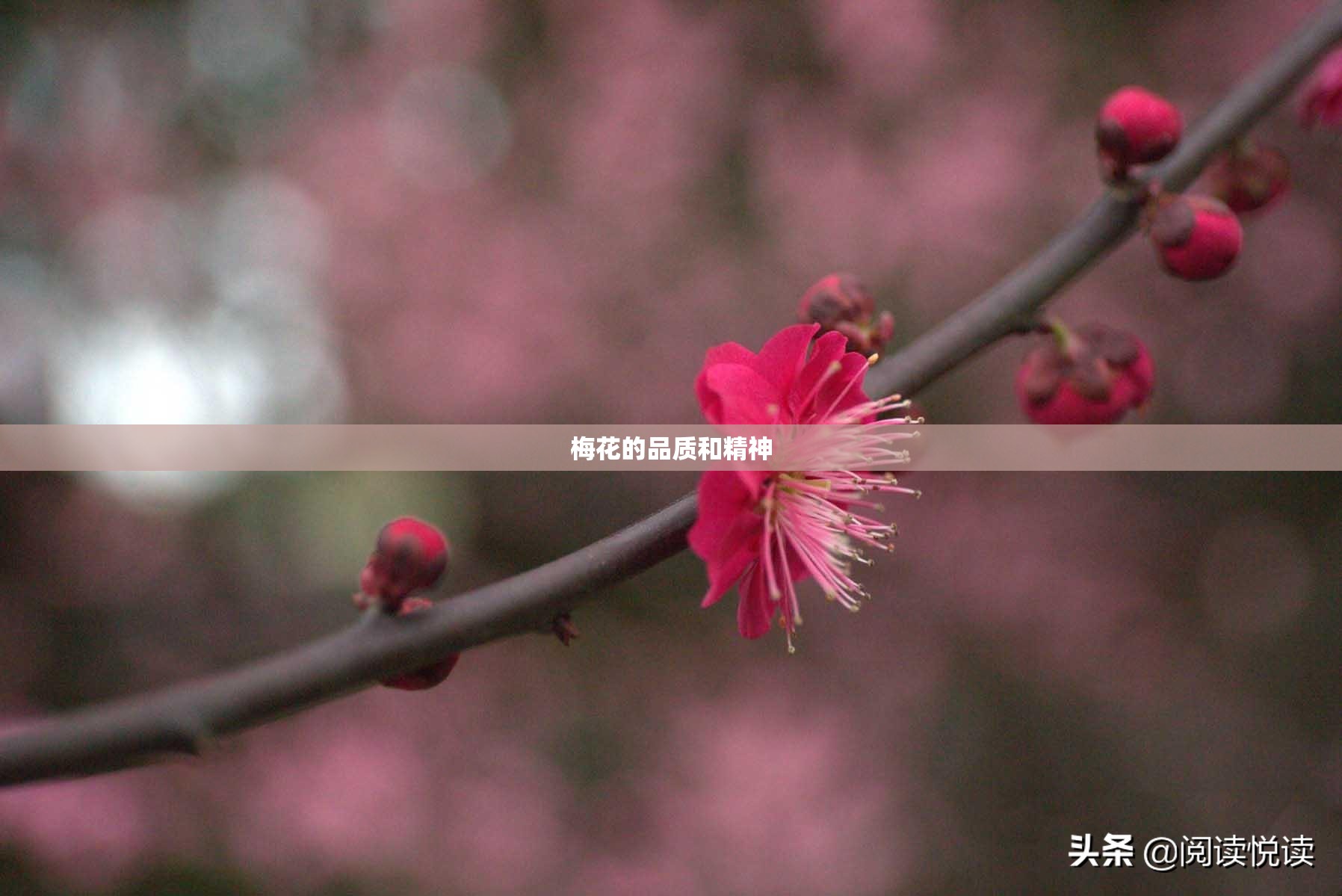 梅花的品质和精神 梅花的品质和精神