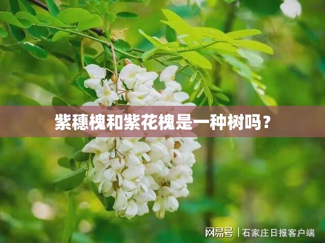 紫穗槐和紫花槐是一种树吗? 紫穗槐和紫花槐是一种树吗?