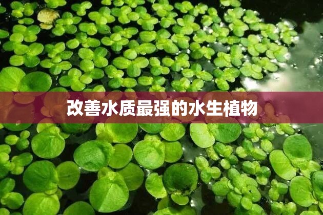 改善水质最强的水生植物
