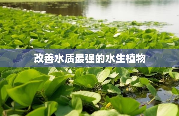改善水质最强的水生植物