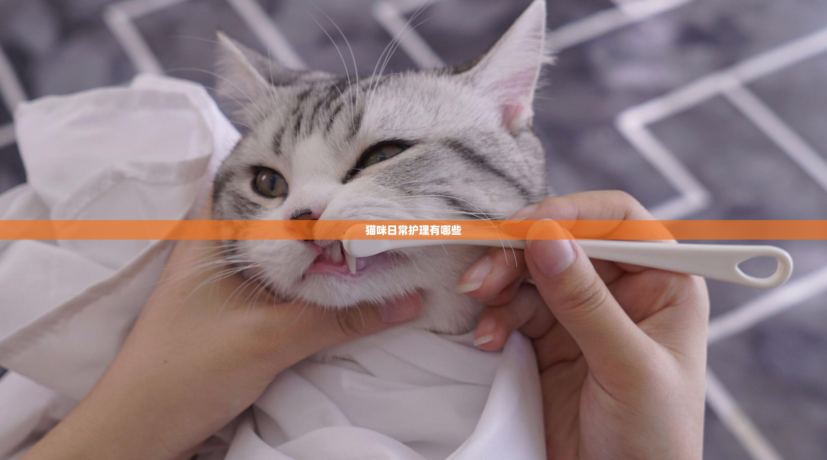 猫咪日常护理有哪些 猫咪日常护理有哪些