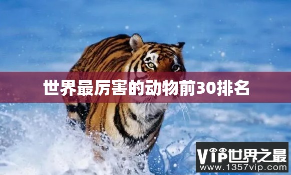 世界最厉害的动物前30排名 世界最厉害的动物前30排名