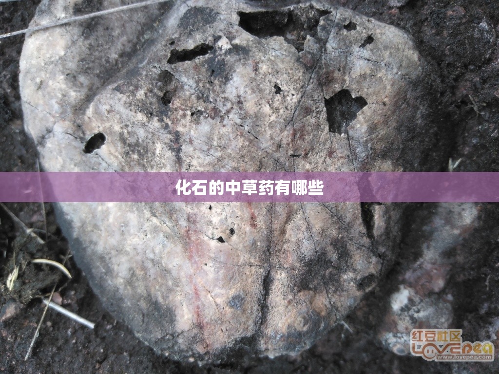 化石的中草药有哪些 化石的中草药有哪些