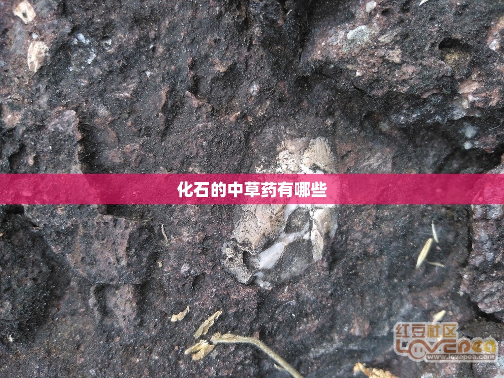 化石的中草药有哪些 化石的中草药有哪些