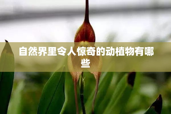 自然界里令人惊奇的动植物有哪些 自然界里令人惊奇的动植物有哪些