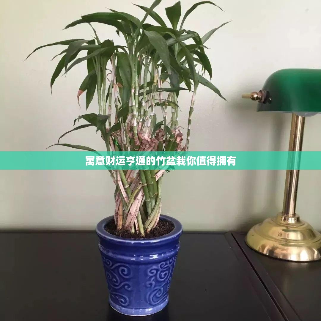 寓意财运亨通的竹盆栽你值得拥有 寓意财运亨通的竹盆栽你值得拥有