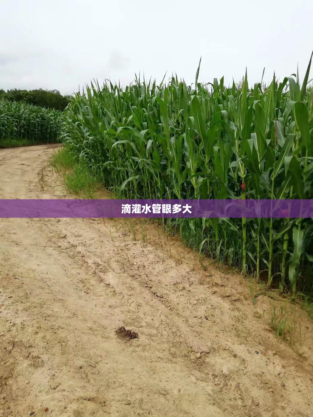 滴灌水管眼多大 滴灌水管眼多大