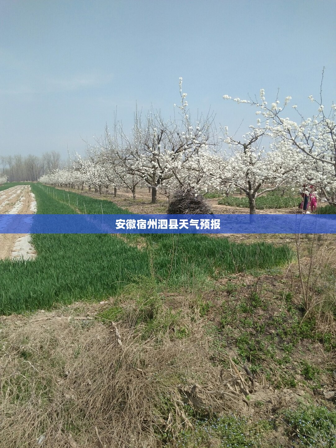 安徽宿州泗县天气预报