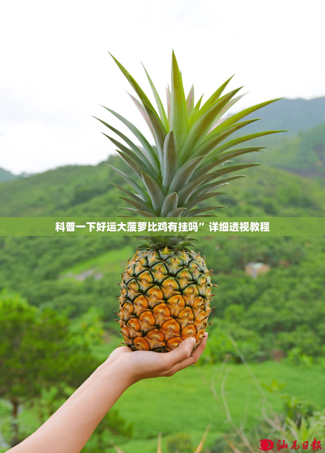 科普一下好运大菠萝比鸡有挂吗	”详细透视教程