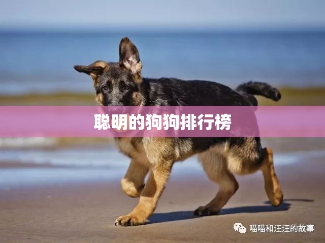 聪明的狗狗排行榜