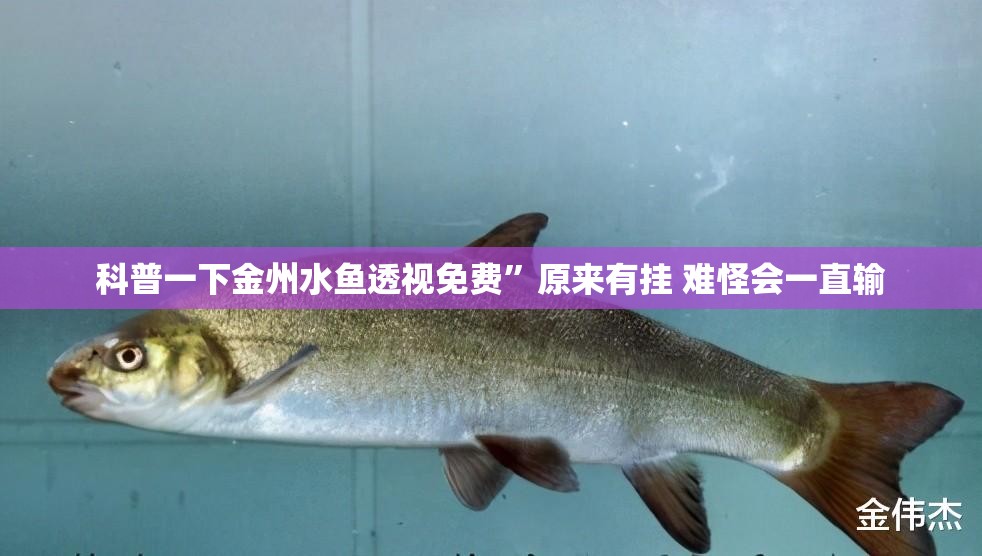 科普一下金州水鱼透视免费	”原来有挂 难怪会一直输