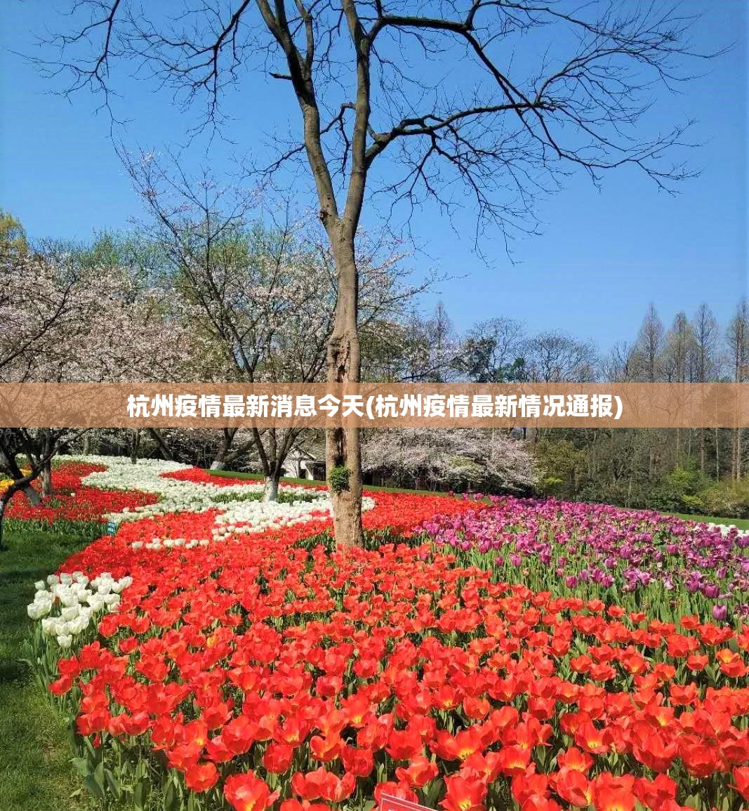 杭州疫情最新消息今天(杭州疫情最新情况通报) 杭州疫情最新消息今天(杭州疫情最新情况通报)