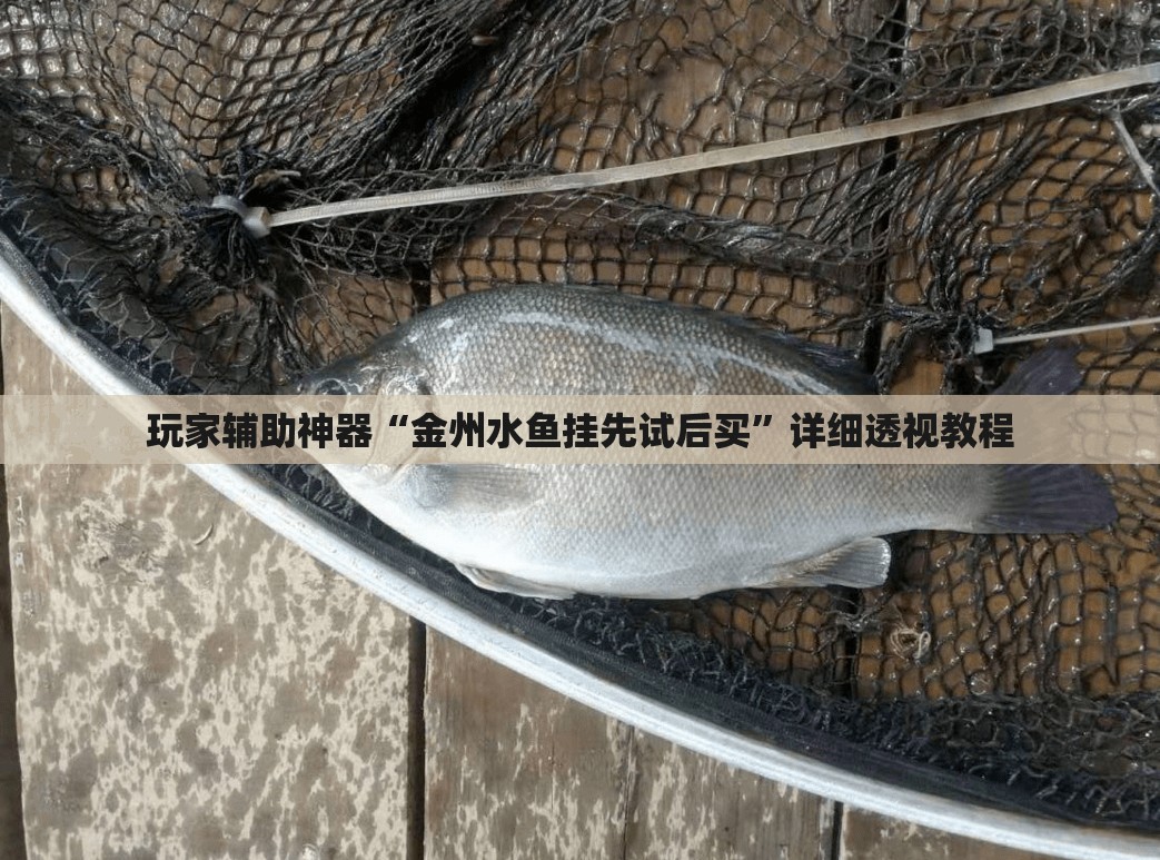 玩家辅助神器“金州水鱼挂先试后买	”详细透视教程