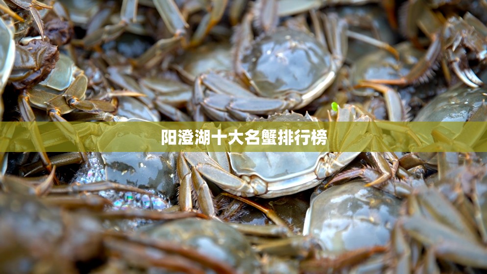 阳澄湖十大名蟹排行榜