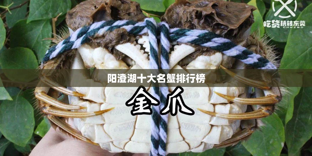 阳澄湖十大名蟹排行榜