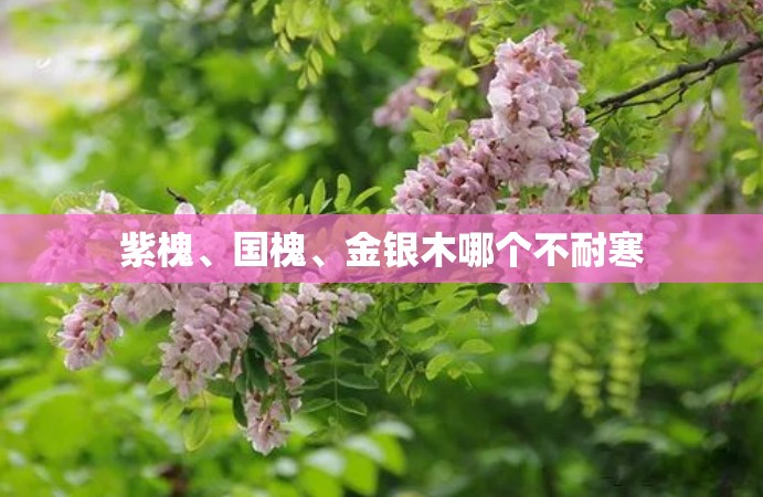 紫槐	、国槐、金银木哪个不耐寒