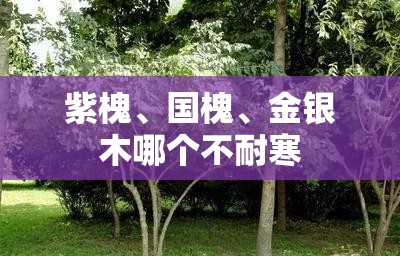 紫槐、国槐、金银木哪个不耐寒
